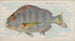 Sheepshead - Allen Ginter — Ansicht des Kunstwerks