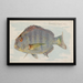 Sheepshead - Allen Ginter — gerahmtes Bild an der Wand