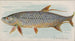 Tarpon - Allen Ginter — Ansicht des Kunstwerks