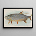 Tarpon - Allen Ginter — gerahmtes Bild an der Wand