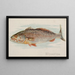 Maigre - Allen Ginter — gerahmtes Bild an der Wand