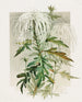 Chrysanthème Medusa - Alois Lunzer — Ansicht des Kunstwerks