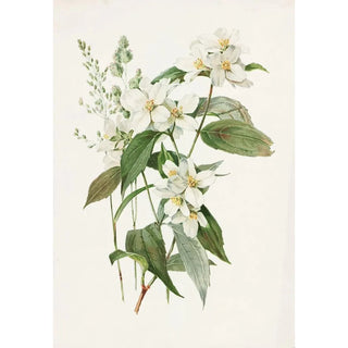 Alois Lunzer - Mock Orange or Syringa.webp