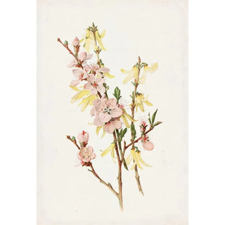 Alois Lunzer - Peach Blossoms and Forsythia.webp