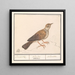Alouette Alaudidae - Anselmus Botius de Boodt — gerahmtes Bild an der Wand