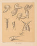 Die Fauna der Höhlen Nordamerikas Pl 01 - Alpheus Spring Packard — Ansicht des Kunstwerks