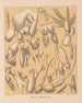 Die Fauna der Höhlen Nordamerikas Pl 02 - Alpheus Spring Packard — Ansicht des Kunstwerks