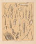 Die Fauna der Höhlen Nordamerikas Pl 03 - Alpheus Spring Packard — Ansicht des Kunstwerks