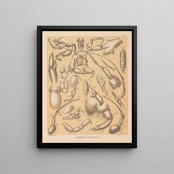 Die Fauna der Höhlen Nordamerikas Pl 04 - Alpheus Spring Packard — gerahmtes Bild an der Wand