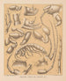 Die Fauna der Höhlen Nordamerikas Pl 05 - Alpheus Spring Packard — Ansicht des Kunstwerks