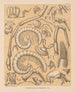 Die Fauna der Höhlen Nordamerikas Pl 06 - Alpheus Spring Packard — Ansicht des Kunstwerks