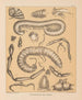 Die Fauna der Höhlen Nordamerikas Pl 09 - Alpheus Spring Packard — Ansicht des Kunstwerks