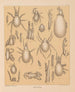 Die Fauna der Höhlen Nordamerikas Pl 10 - Alpheus Spring Packard — Ansicht des Kunstwerks