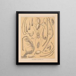 Alpheus Spring Packard - The cave fauna of North America Pl 12.webp