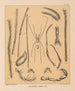 Die Fauna der Höhlen Nordamerikas Pl 13 - Alpheus Spring Packard — Ansicht des Kunstwerks
