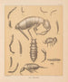 Die Fauna der Höhlen Nordamerikas Pl 16 - Alpheus Spring Packard — Ansicht des Kunstwerks