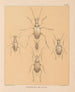 Die Fauna der Höhlen Nordamerikas Pl 18 - Alpheus Spring Packard — Ansicht des Kunstwerks