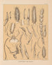 Die Fauna der Höhlen Nordamerikas Pl 19 - Alpheus Spring Packard — Ansicht des Kunstwerks