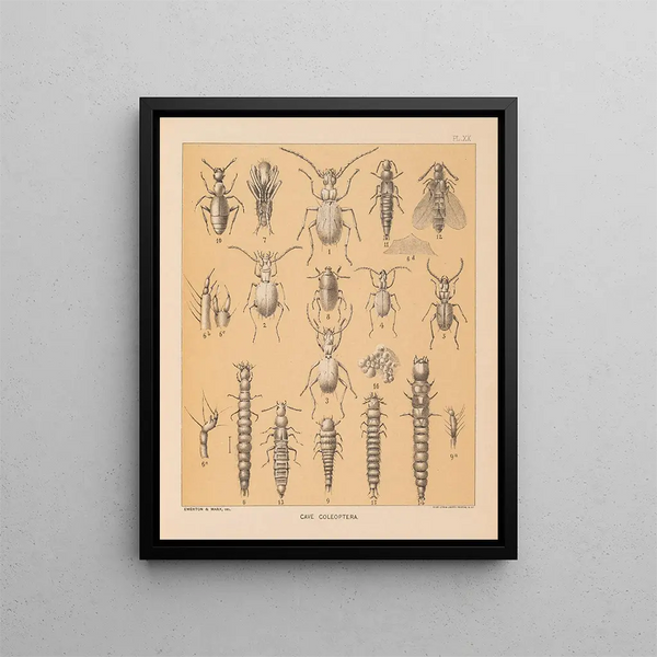 Die Fauna der Höhlen Nordamerikas Pl 20 - Alpheus Spring Packard — gerahmtes Bild an der Wand