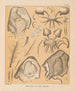 Die Fauna der Höhlen Nordamerikas Pl 21 - Alpheus Spring Packard — Ansicht des Kunstwerks