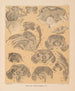 Die Fauna der Höhlen Nordamerikas Pl 24 - Alpheus Spring Packard — Ansicht des Kunstwerks