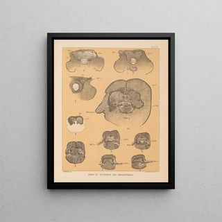 Alpheus Spring Packard - The cave fauna of North America Pl 25.webp