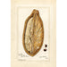 Reproduktion des Gemäldes Adansonia digitata - Amanda Almira Newton