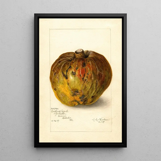 Amanda Almira Newton - Annona reticulata.webp