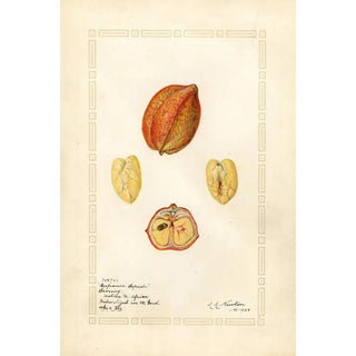 Amanda Almira Newton - Blighia sapida Savoury.webp