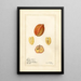 Blighia sapida Savoury - Amanda Almira Newton — gerahmtes Bild an der Wand