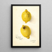 Citrus aurantiifolia - Amanda Almira Newton — gerahmtes Bild an der Wand