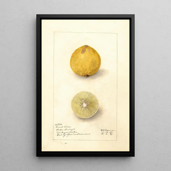 Citrus aurantiifolia Giant - Amanda Almira Newton — gerahmtes Bild an der Wand