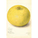 Reproduktion des Gemäldes Citrus grandis 11668 Large - Amanda Almira Newton