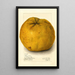 Citrus grandis Alamoen - Amanda Almira Newton — gerahmtes Bild an der Wand