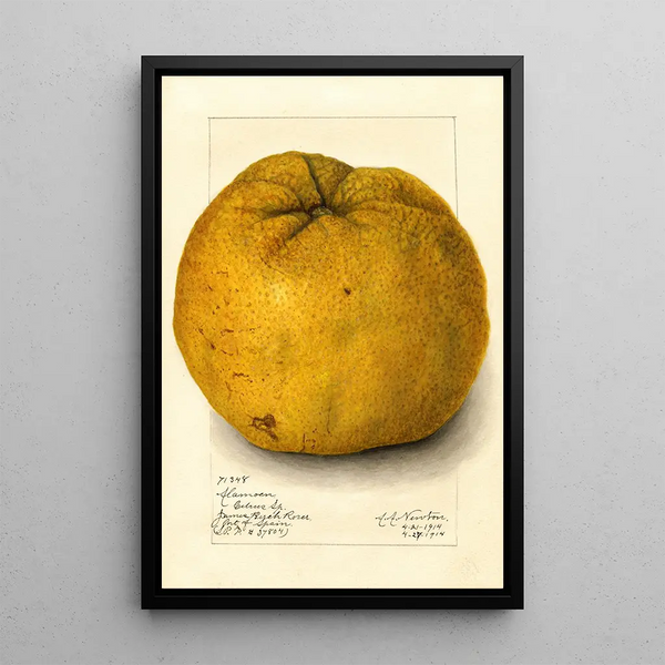 Citrus grandis Alamoen - Amanda Almira Newton — gerahmtes Bild an der Wand