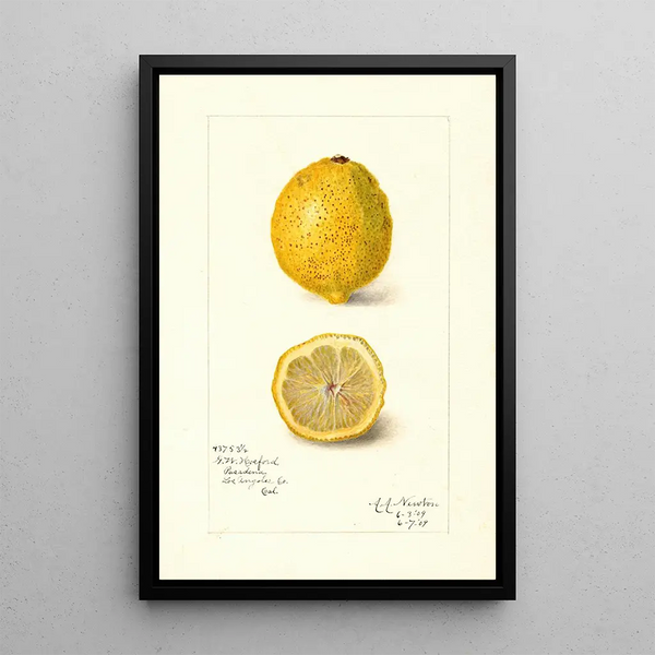 Reproduktion des Gemäldes Citrus limon - Amanda Almira Newton