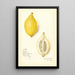 Reproduktion des Gemäldes Citrus limon Etrog - Amanda Almira Newton