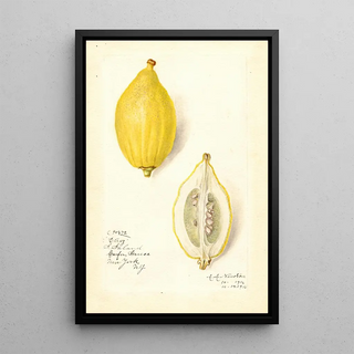Amanda Almira Newton - Citrus limon Etrog.webp