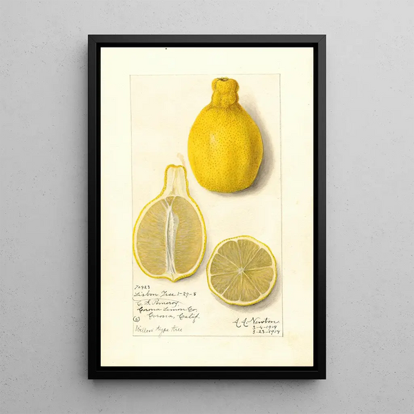 Citrus limon Lisbon - Amanda Almira Newton — gerahmtes Bild an der Wand