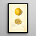 Reproduktion des Gemäldes Citrus limon Villa France - Amanda Almira Newton