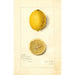 Reproduktion des Gemäldes Citrus limon Villa France - Amanda Almira Newton