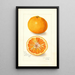 Reproduktion des Gemäldes Citrus nobilis King - Amanda Almira Newton