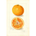 Reproduktion des Gemäldes Citrus nobilis King - Amanda Almira Newton