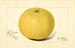 Citrus paradisi Davis Seedless - Amanda Almira Newton — Ansicht des Kunstwerks