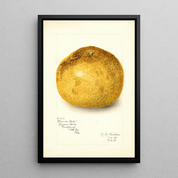 Reproduktion des Gemäldes Citrus paradisi Florida Late - Amanda Almira Newton