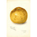Reproduktion des Gemäldes Citrus paradisi Florida Late - Amanda Almira Newton