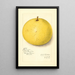 Citrus paradisi Inman - Amanda Almira Newton — gerahmtes Bild an der Wand