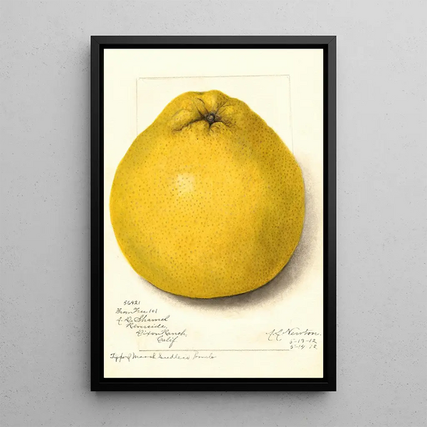 Reproduktion des Gemäldes Citrus paradisi Marsh Seedless - Amanda Almira Newton