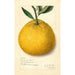 Citrus paradisi Natsumikan - Amanda Almira Newton — Ansicht des Kunstwerks