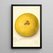 Citrus paradisi - Amanda Almira Newton — gerahmtes Bild an der Wand